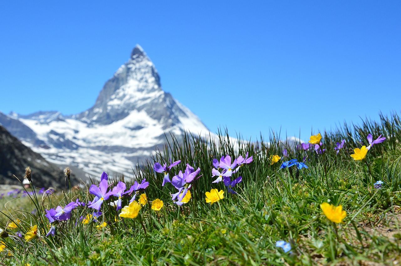 flowers, meadow, grass-1516734.jpg