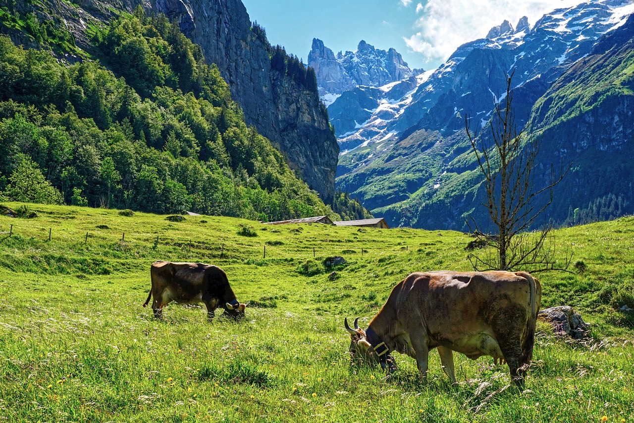 mountains, alp, alps-5290992.jpg